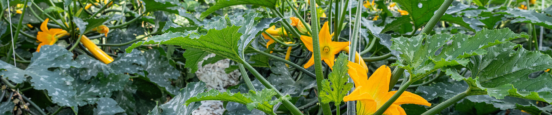 Premium verpakking voor courgettebloemen die de wereld over gaan